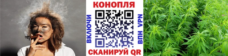 купить  цена  Сенгилей  Шишки марихуана индика 